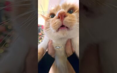 Testing the New GO Ultra Micro Lens with My 🐱 | Insta360 GO Ultra