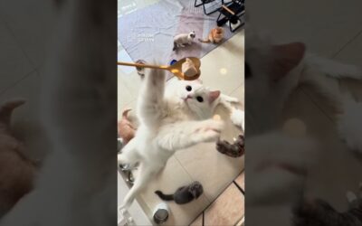 Define locked in for a cat… 🐱| Insta360 GO Ultra