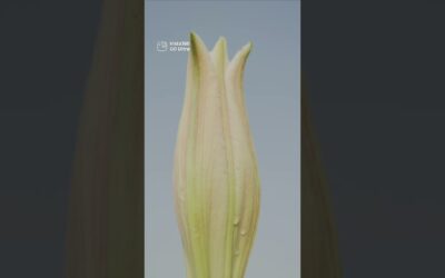 You’re Taking Flower Photos Wrong 🌺 | Insta360 GO Ultra